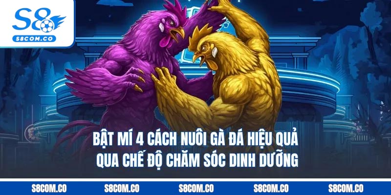 Bật mí 4 cách nuôi gà đá hiệu quả qua chế độ chăm sóc dinh dưỡng