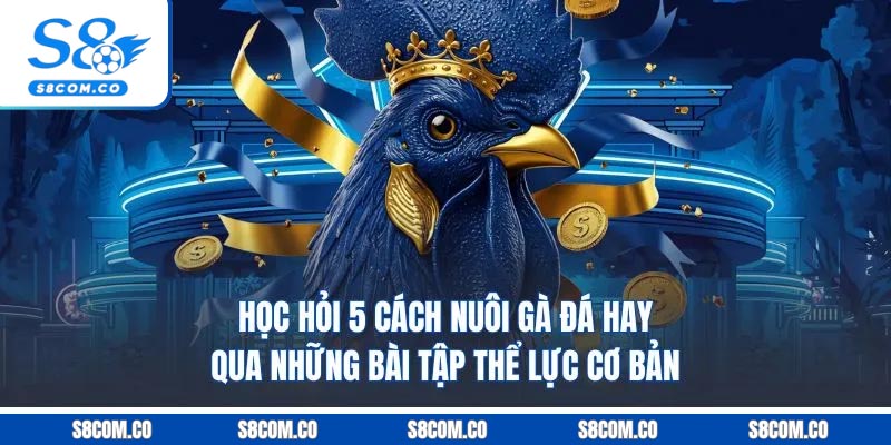 Học hỏi 5 cách nuôi gà đá hay qua những bài tập thể lực cơ bản